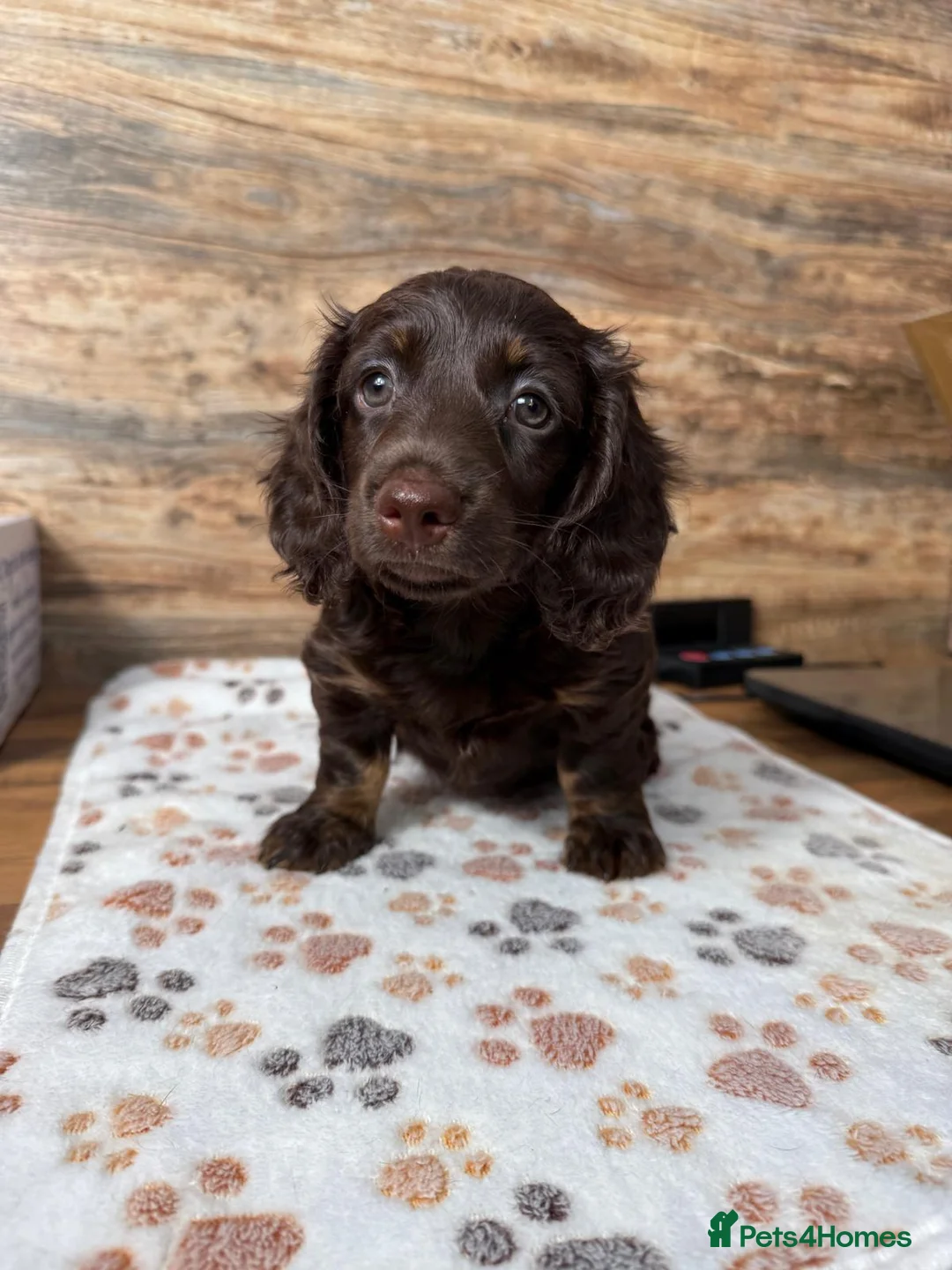 Miniature Dachshund dogs for sale: Gorgeous Miniature Dachshund puppies 4 sale London in London - Advert 10