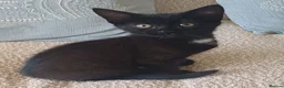 Mixed Breed cats for sale: Kitten girl  - Advert 5