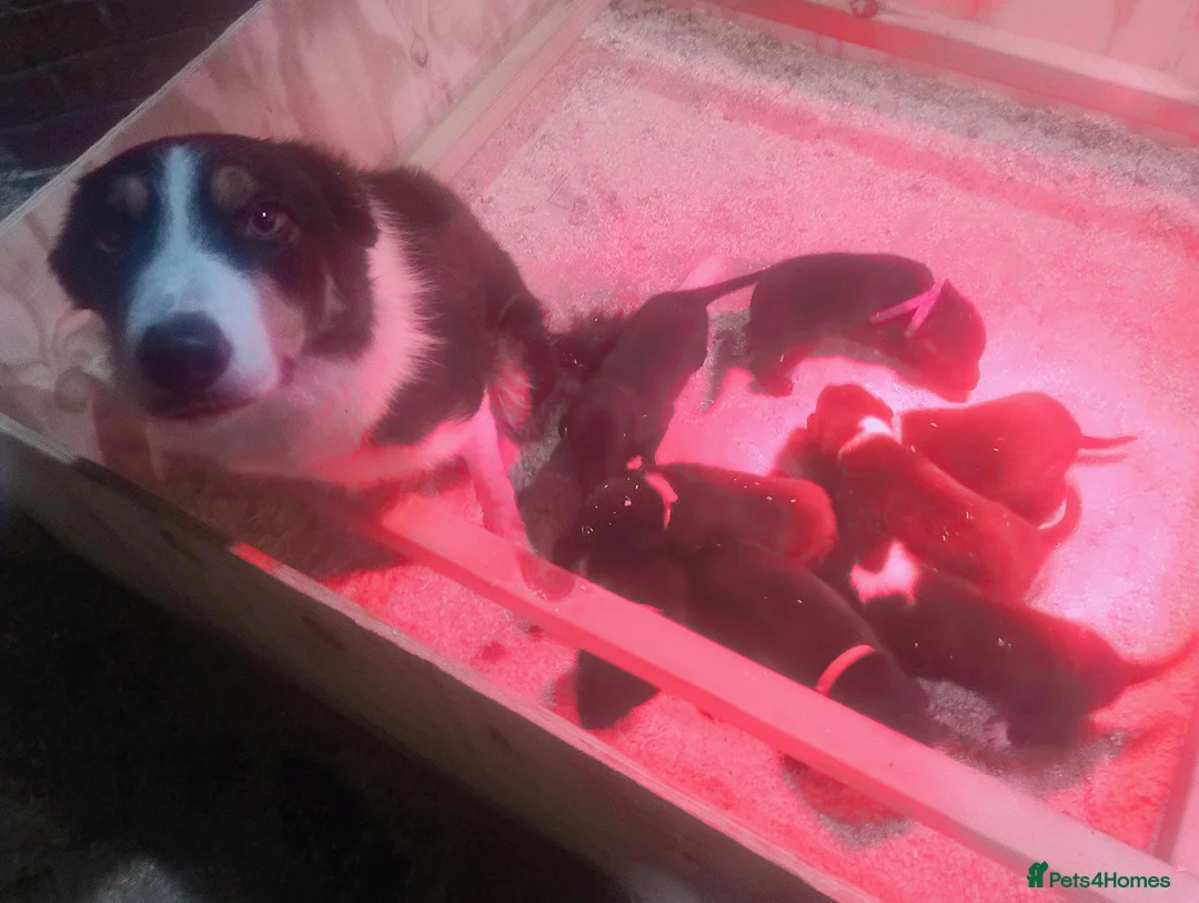Mixed Breed dogs for sale: Lurcher pups (Collie x Whippet) - Advert 19
