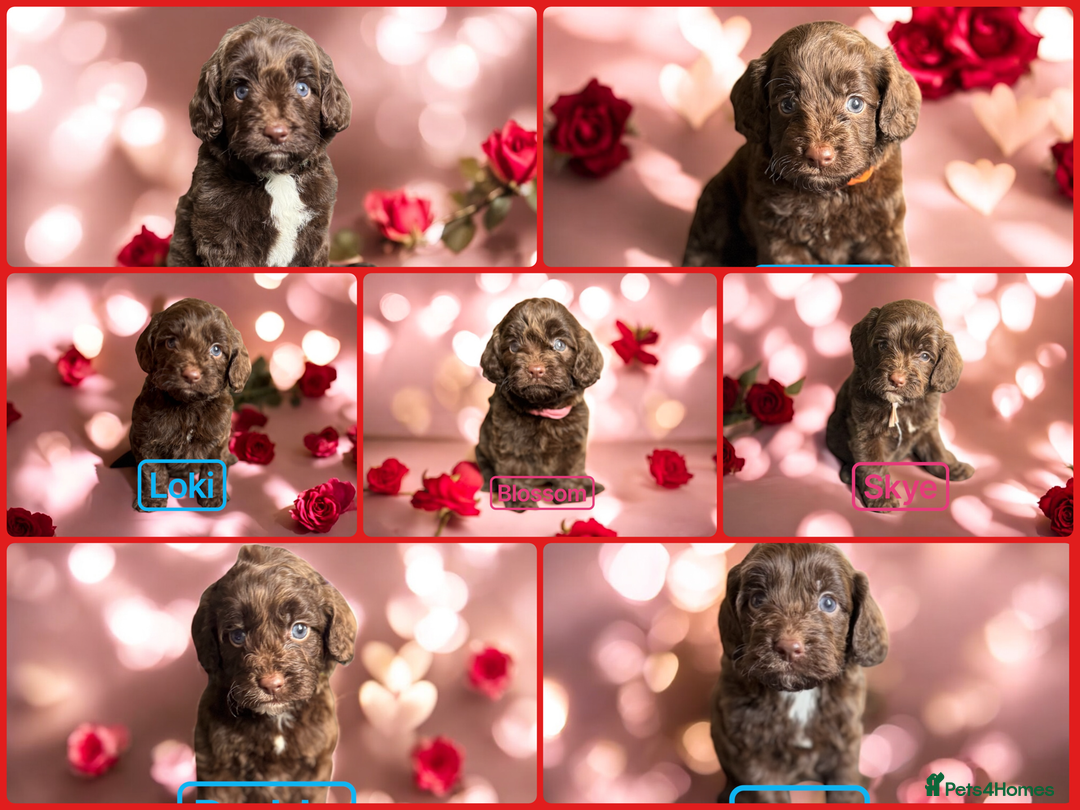 Cockapoo dogs for sale: WAITING LIST OPEN FOR SHOW SPANIELS AND COCKAPOOS - Advert 5