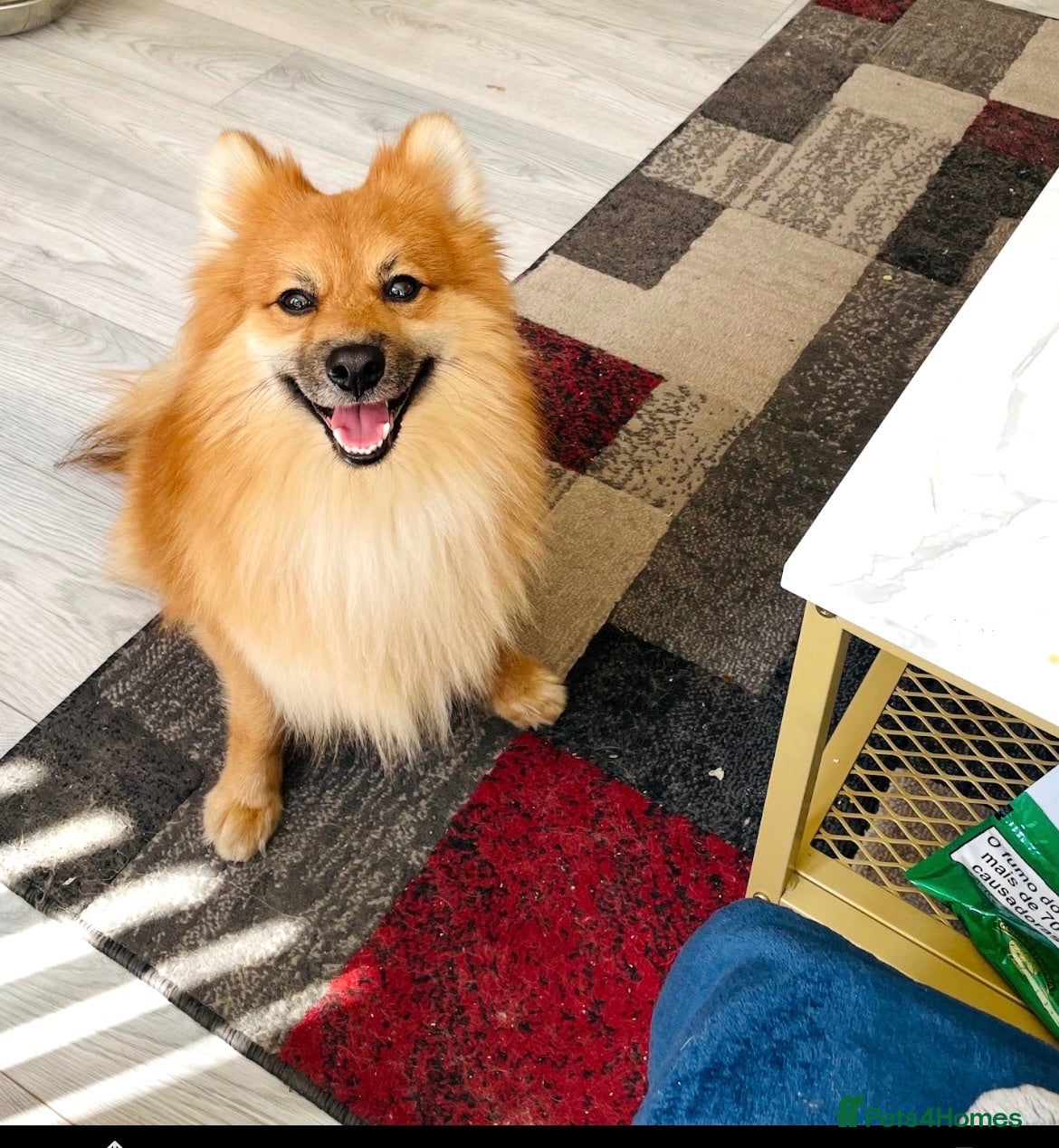 Pomeranian dogs Stud, for stud NOT FOR SALE. - Advert 6