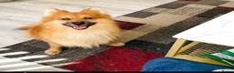 Pomeranian dogs for stud: Stud, for stud NOT FOR SALE. in Sidcup - Advert 1