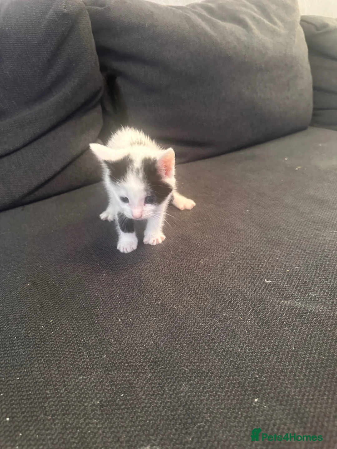 Domestic Shorthair cats for sale: Meet Our Three Adorable Kittens: - Advert 2