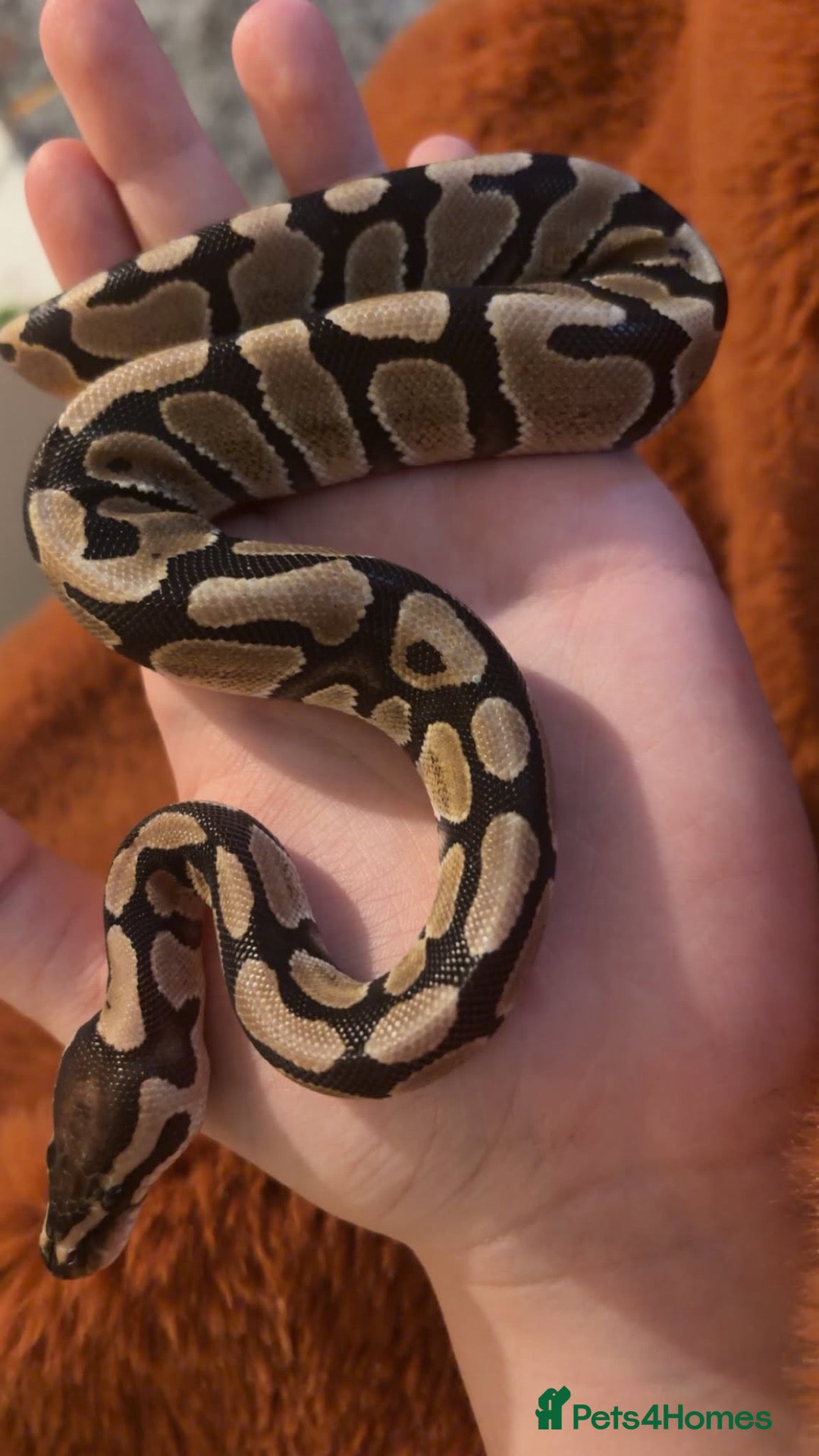 Python Snake reptiles Baby Female Royal Python  - Advert 3