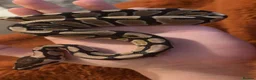 Python Snake reptiles for sale: Baby Female Royal Python  - Advert 1