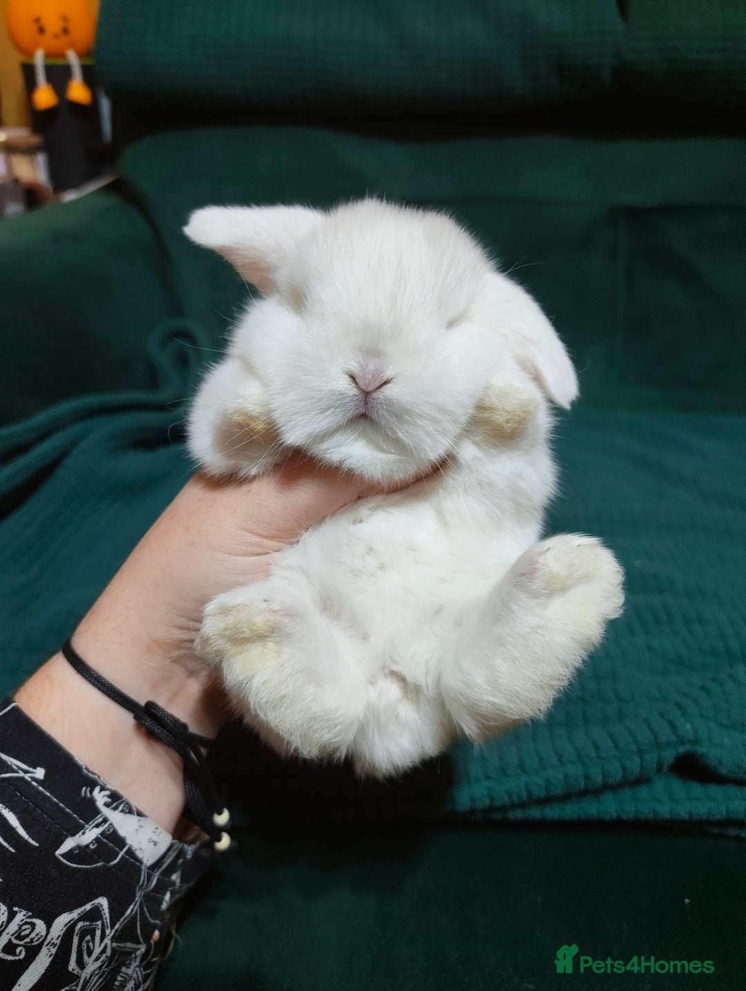Mini Lop rabbits for sale: 2 stunning mini lops for reserve  - Advert 6