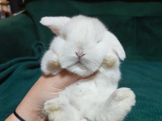 Mini Lop rabbits stunning mini lops for reserve - Advert 6
