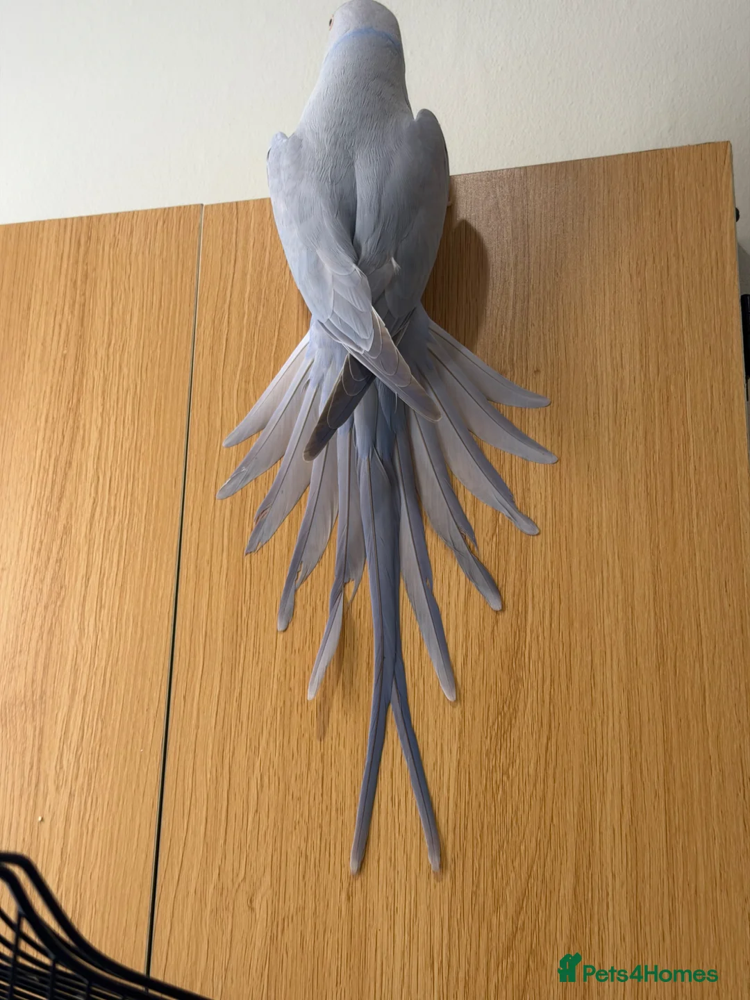 Ringnecks birds for sale: Absolutely gorgeous tame talking ringneck  - Advert 2