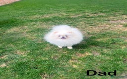 Pomeranian dogs for sale: ❤️‍🔥Very Small Ice White Quality Girl - Image 5