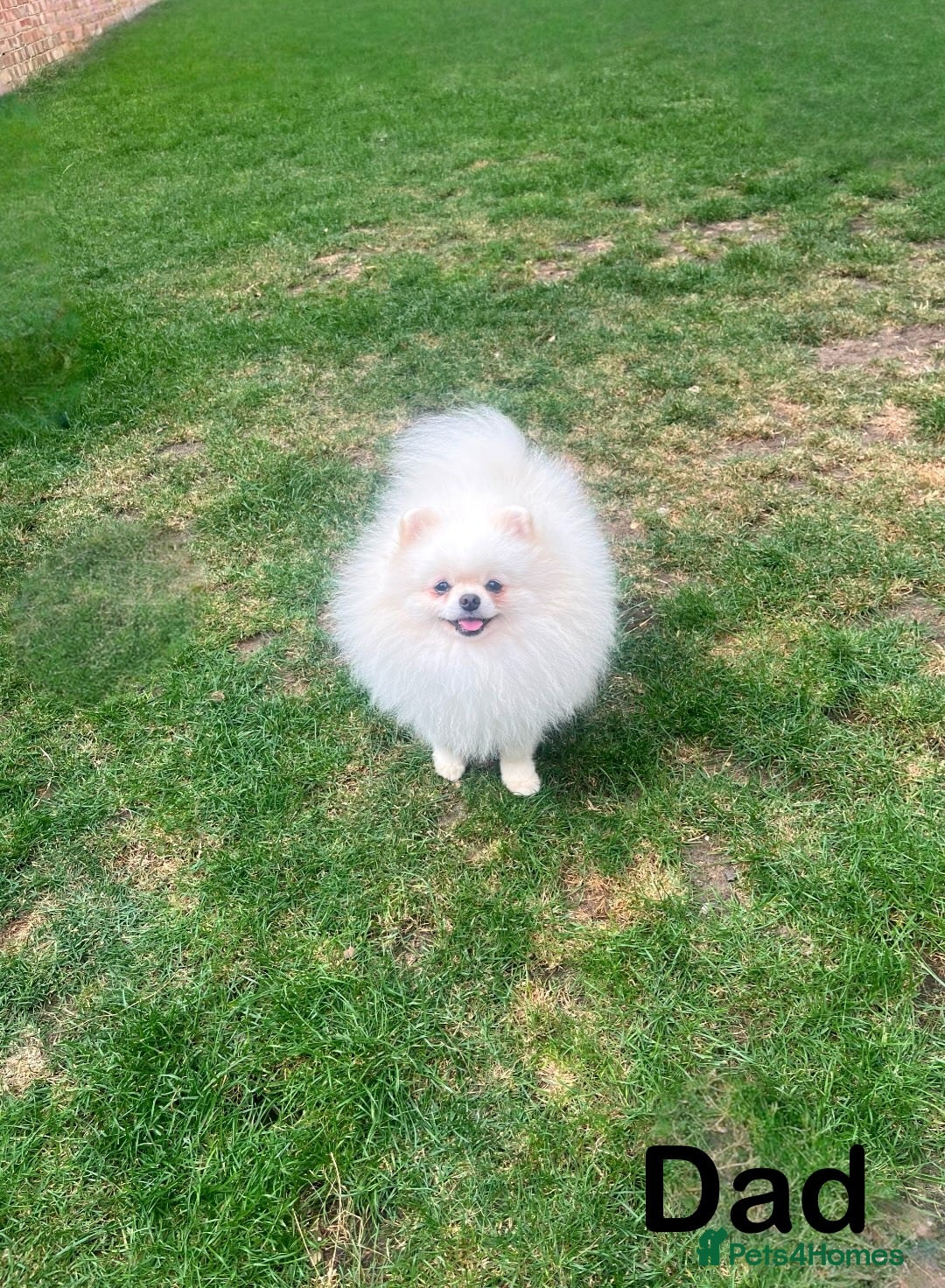 Pomeranian dogs for sale: ❤️‍🔥Very Small Ice White Quality Girl - Image 5