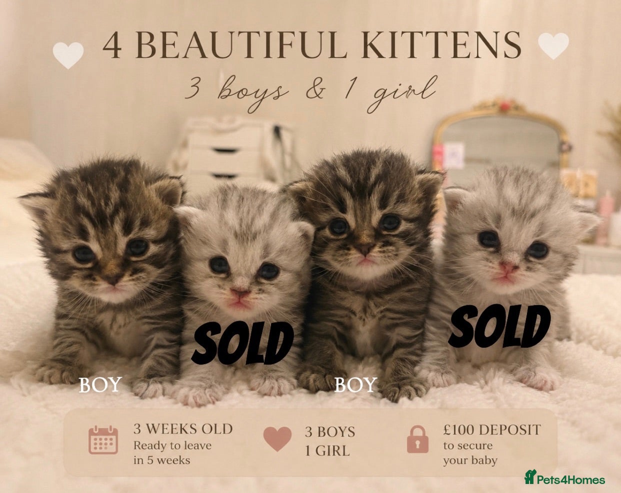 Mixed Breed cats 💙🌸FOUR PERSIAN/RAGDOLL KITTENS🌸💙 - Advert 1