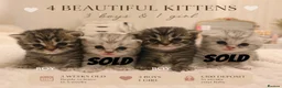 Mixed Breed cats for sale: 💙🌸FOUR PERSIAN/RAGDOLL KITTENS🌸💙 - Advert 1