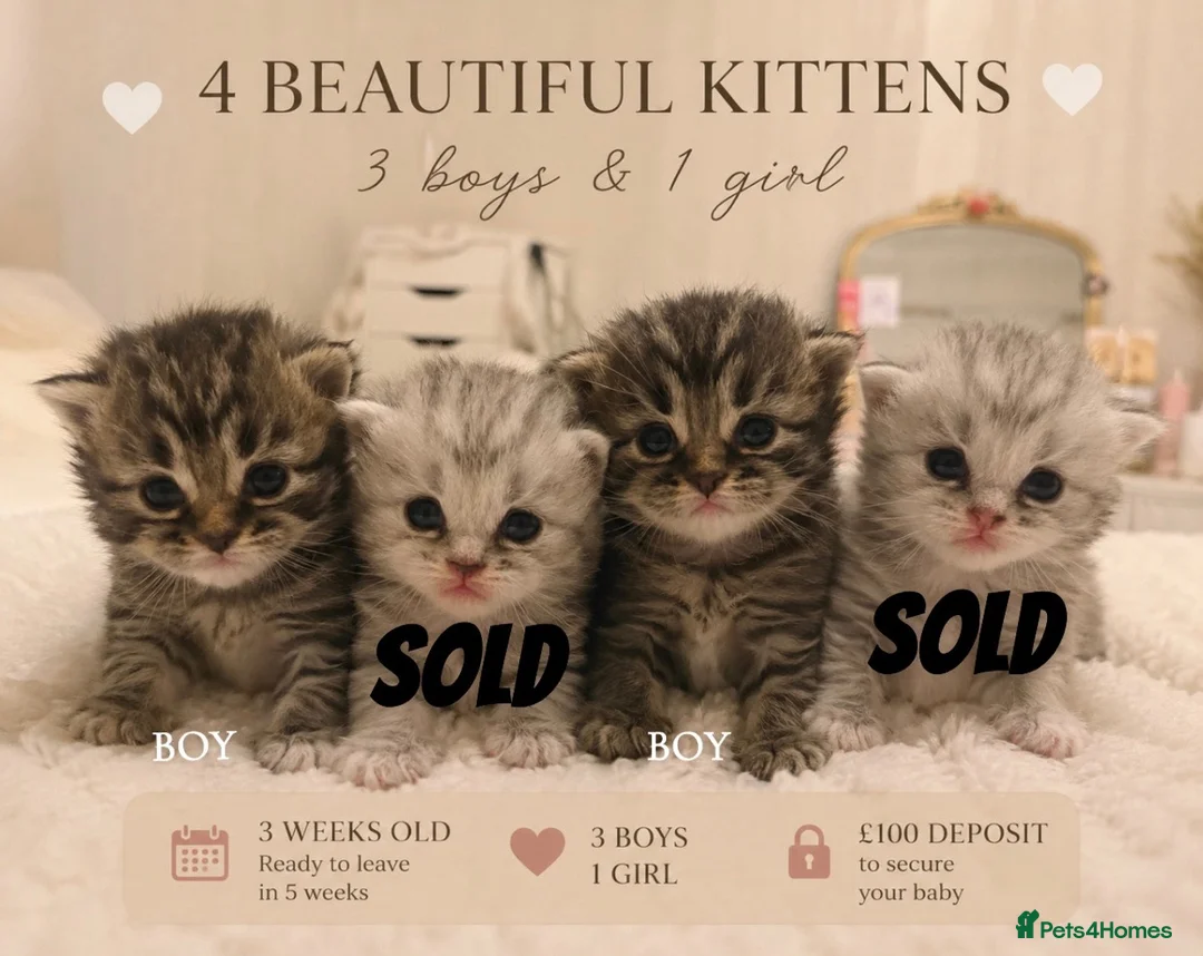 Mixed Breed cats for sale: 💙🌸FOUR PERSIAN/RAGDOLL KITTENS🌸💙 - Advert 1