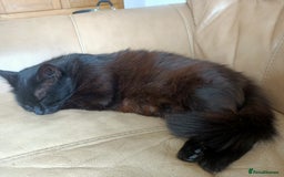 Mixed Breed cats for sale: 4 years old Female  - Image 2