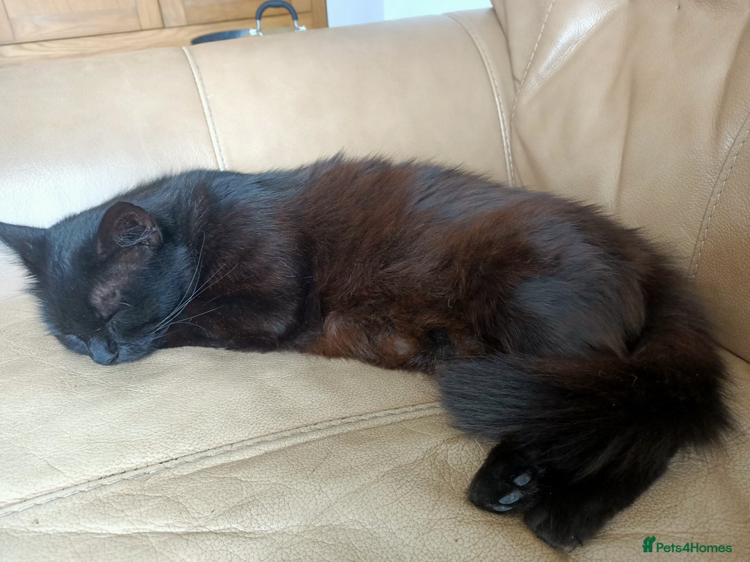 Mixed Breed cats for sale: 4 years old Female  - Image 2