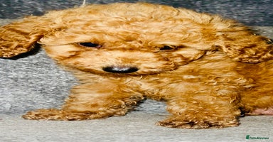 Miniature Poodle dogs - Advert 9