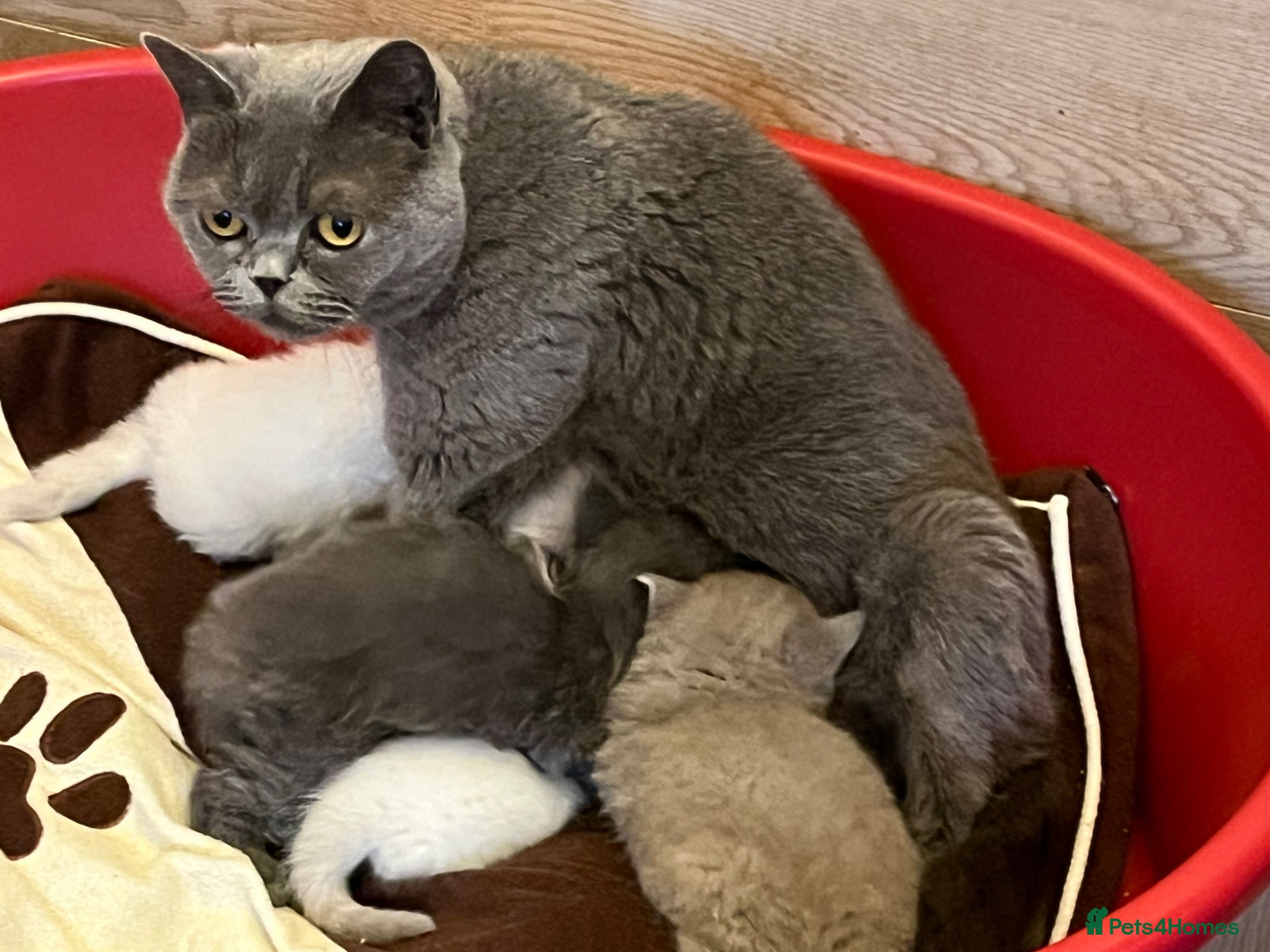 British Shorthair cats Stunning British shorthaired and longhair kittens  - Advert 2