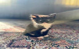 Persian cats for sale: mixed persian & bombay kittens  in Maidstone - Image 30