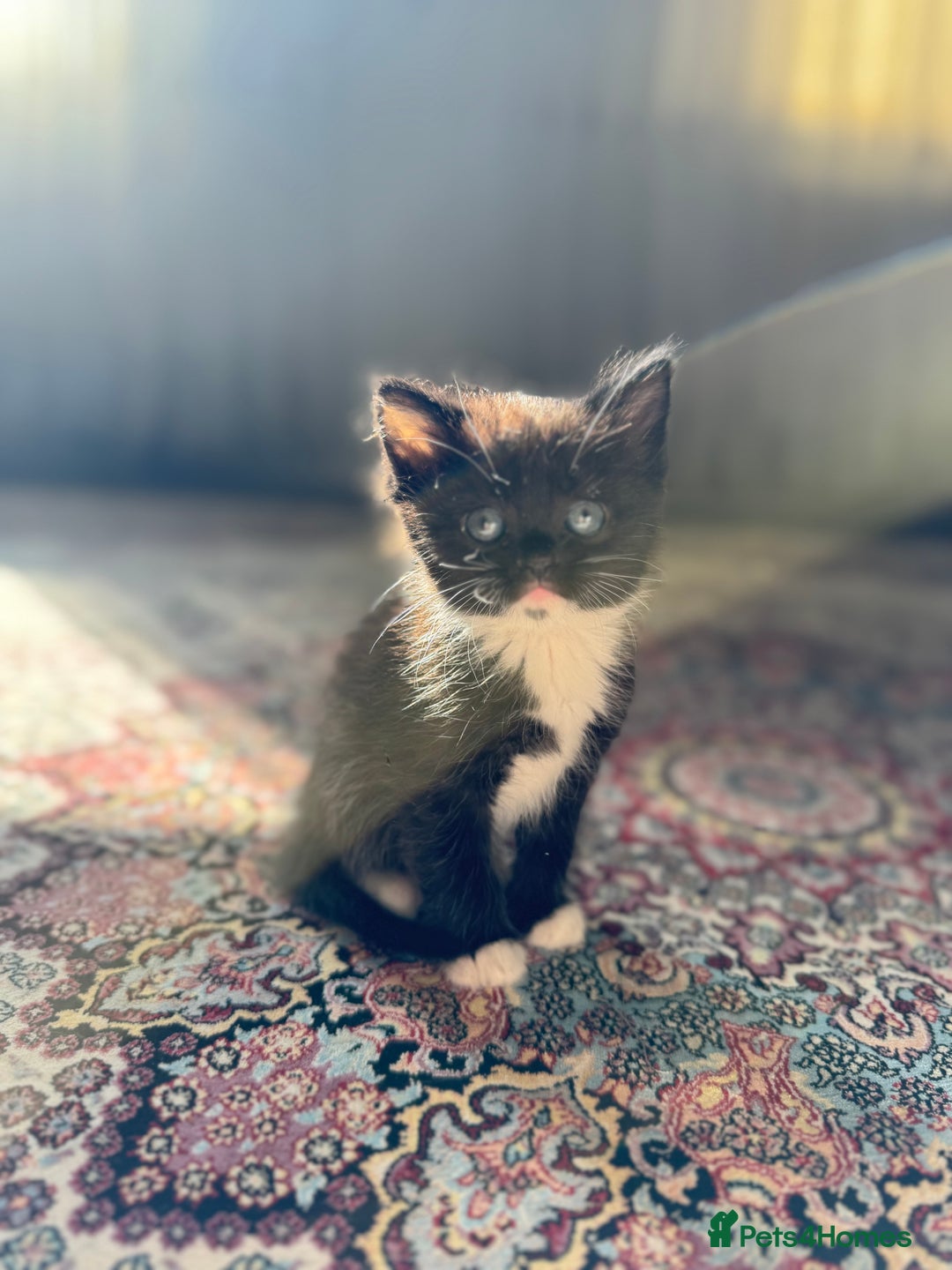 Persian cats for sale: mixed persian & bombay kittens  in Maidstone - Image 30