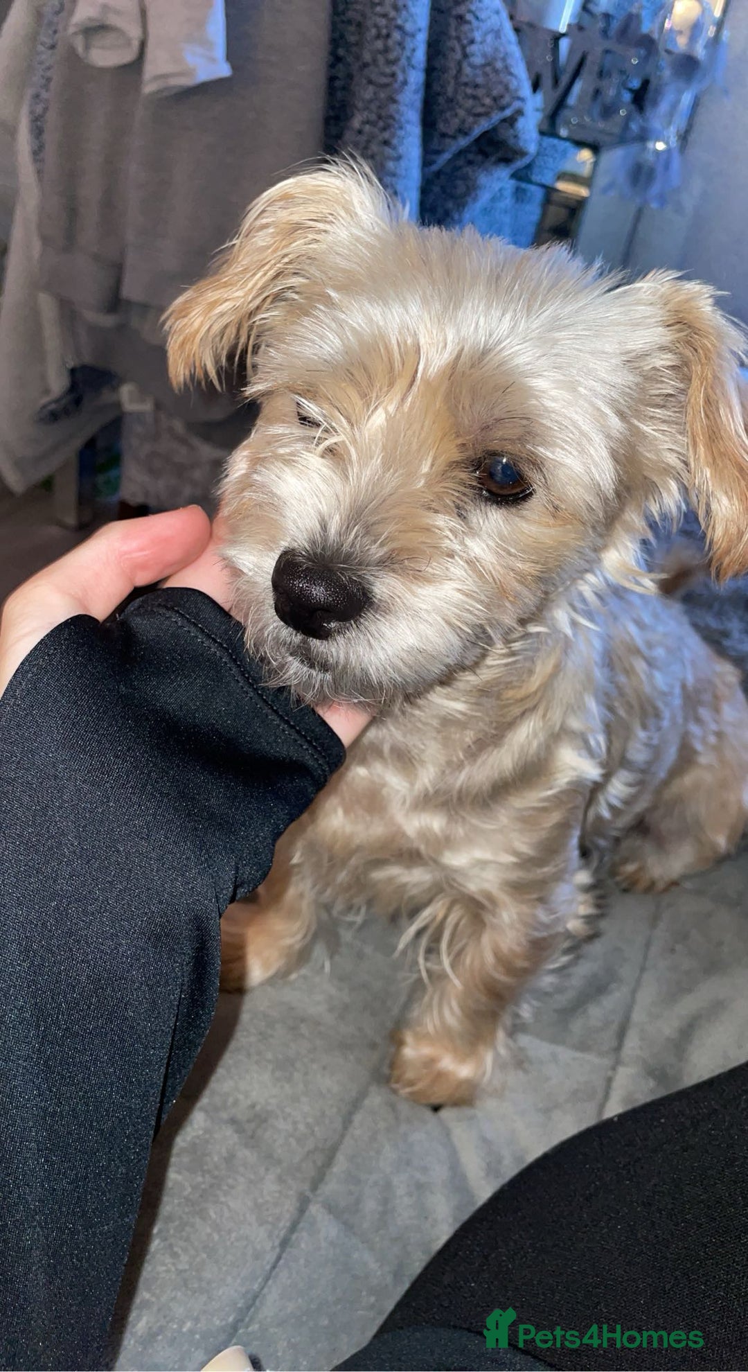 Shorkie dogs for sale: Friendly little shih tzu dog  - Advert 1