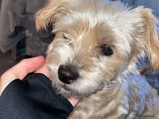 Shorkie dogs for sale: Friendly little shih tzu dog - Advert 1