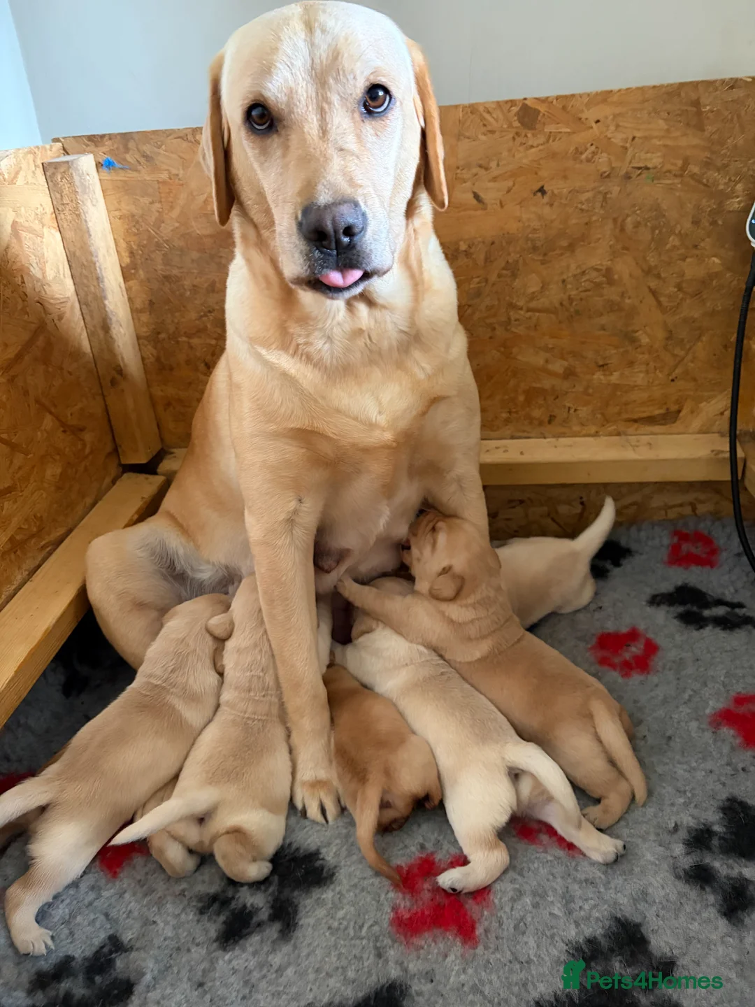 Labrador Retriever dogs for sale: VET HEALTH TESTED LABRADOR PUPPIES - Advert 8