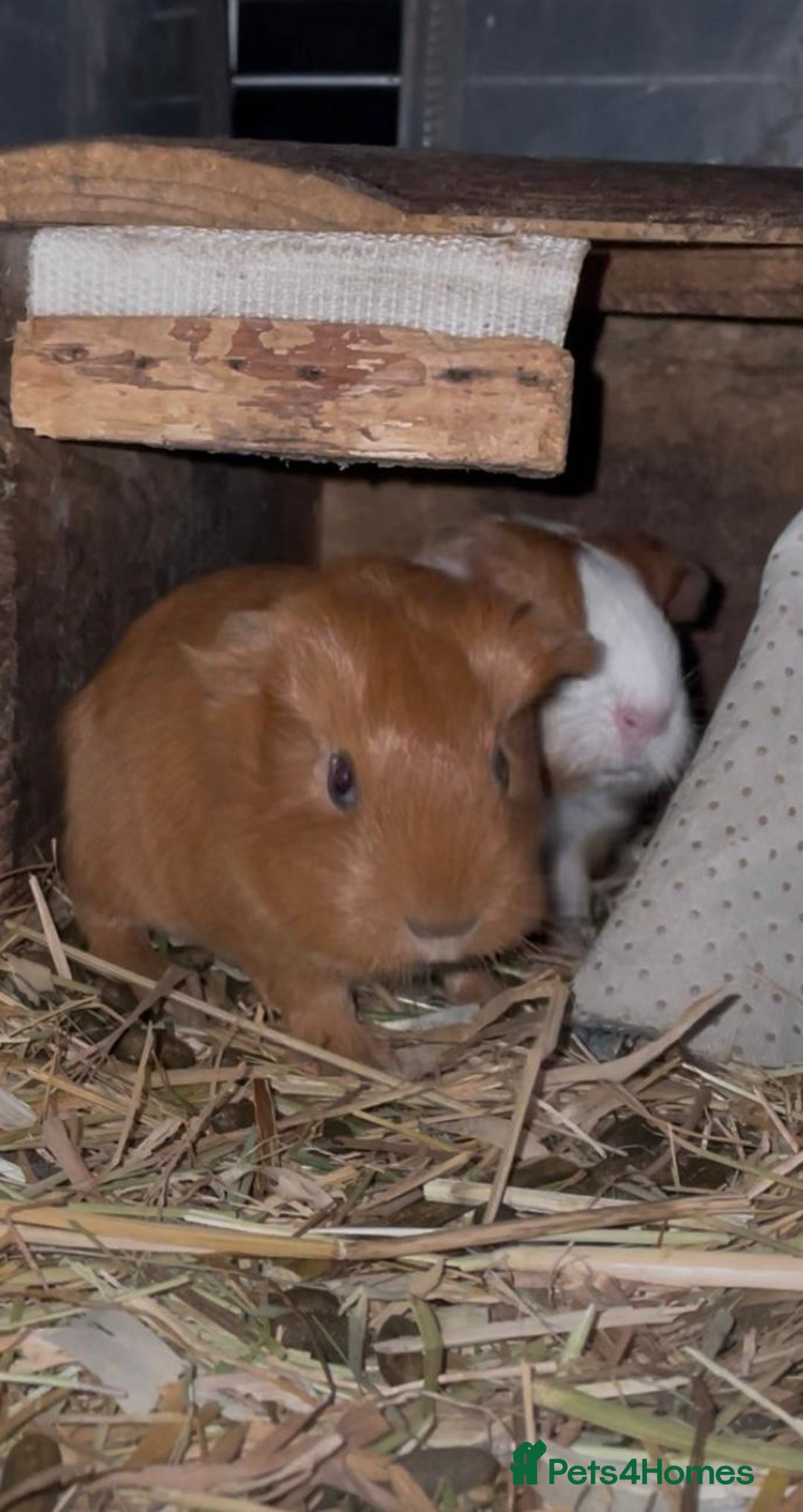 Guinea Pig rodents for sale: Two bond brothers ready on 11th feb 26 - Advert 9
