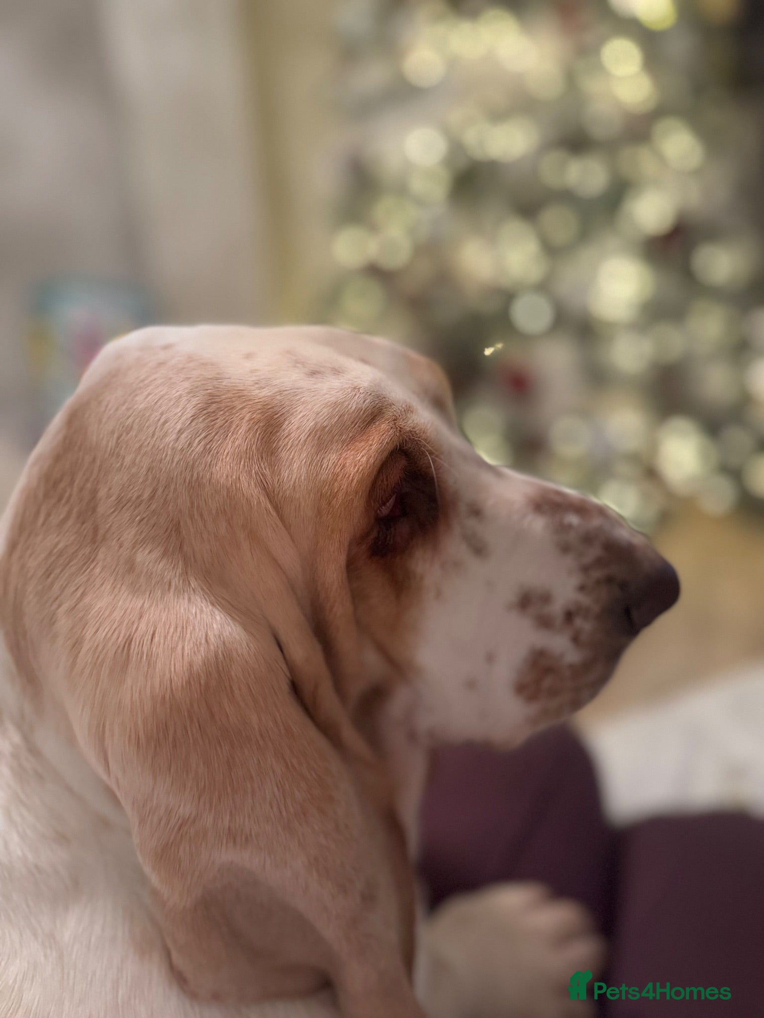 Basset Hound dogs QUALITY KC LITTER OF BASSET PUPPYS - Advert 1