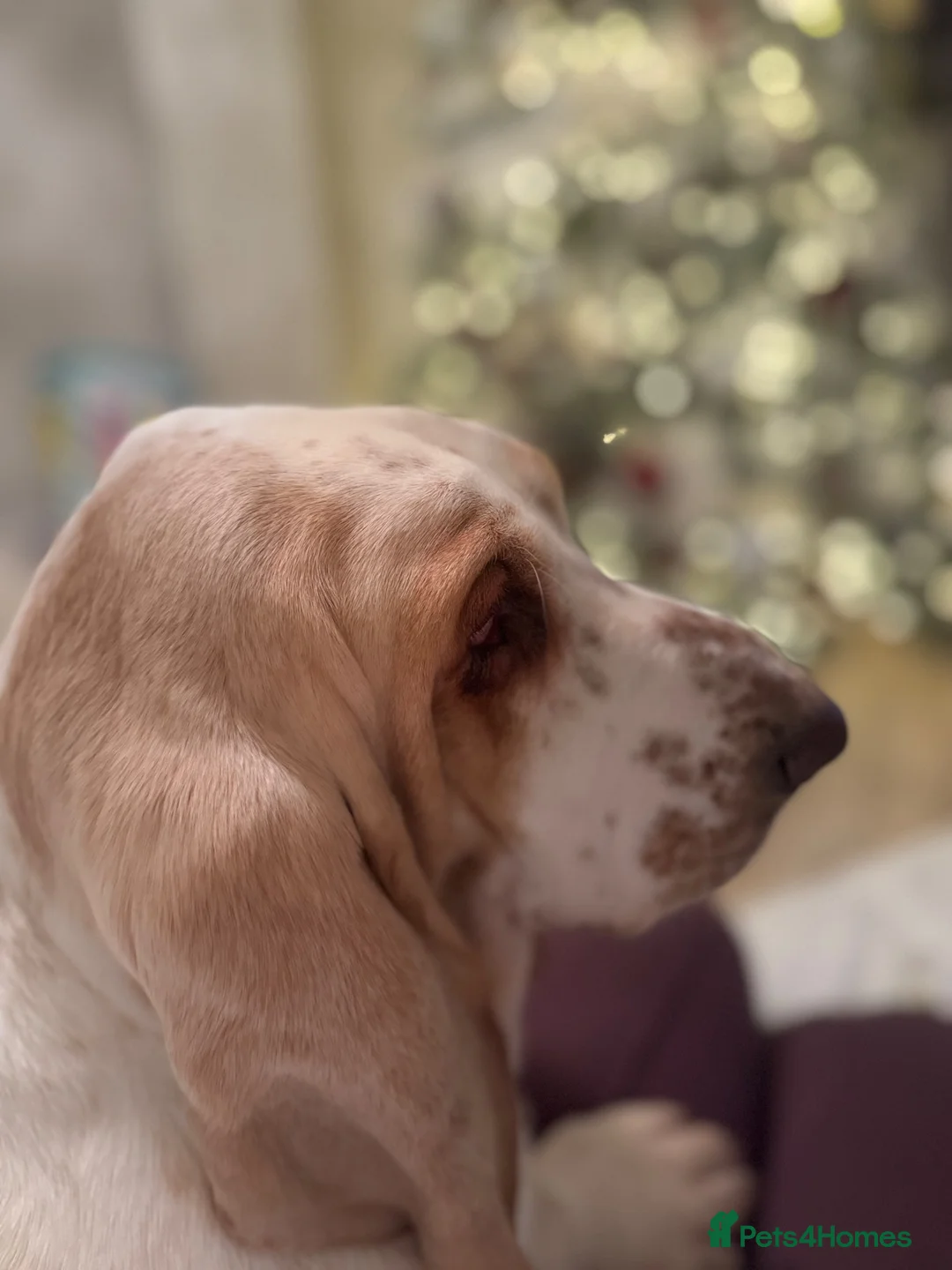 Basset Hound dogs for sale: QUALITY KC LITTER OF BASSET PUPPYS - Advert 1