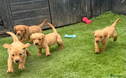 Labrador Retriever dogs for sale: Beautiful fox red Labrador pups - Image 6