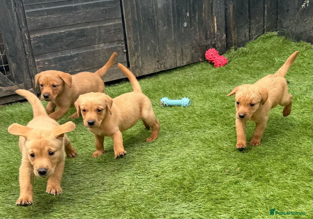 Labrador Retriever dogs for sale: Beautiful fox red Labrador pups - Image 6