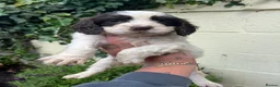 Cocker Spaniel dogs for sale: Outstanding cocker spaniel puppies - Advert 17