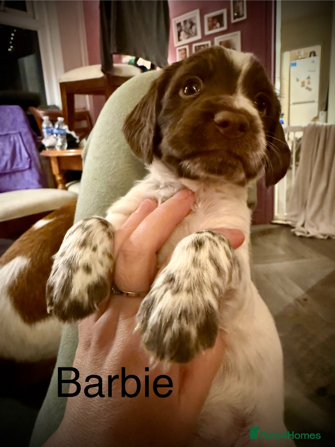 Cocker Spaniel dogs for sale: Beautiful Working Cocker Spaniels! - Advert 1