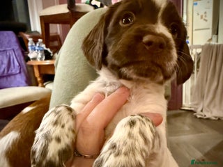 Cocker Spaniel dogs Beautiful Working Cocker Spaniels! - Advert 2