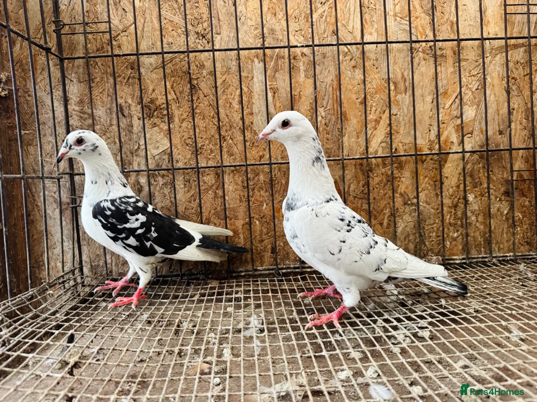 Pigeons birds for sale: TIGER GRIZZLED RACING PIGEONS FOR SALE - Advert 6