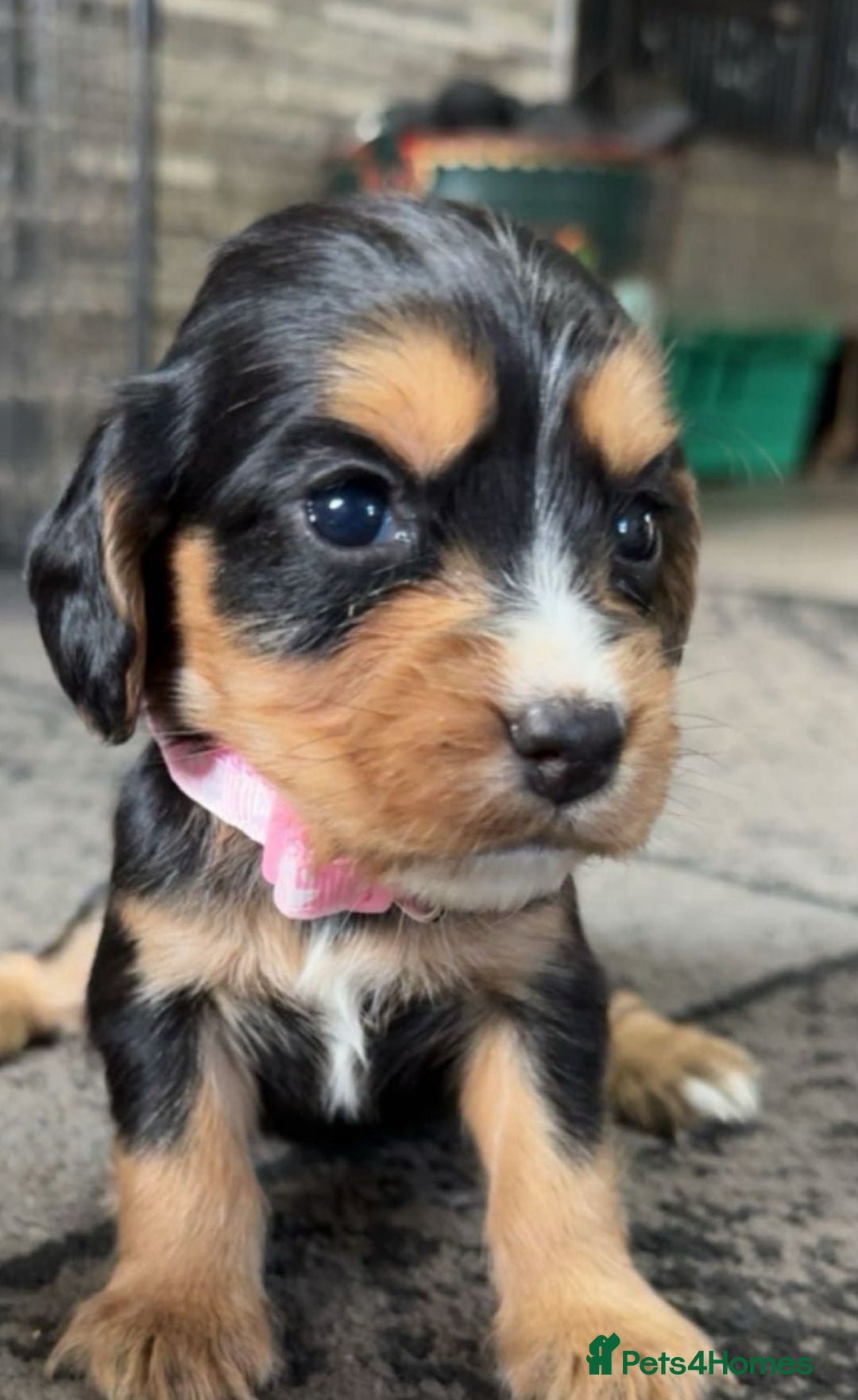 Cocker Spaniel dogs for sale: Cocker spaniel puppies - Advert 7