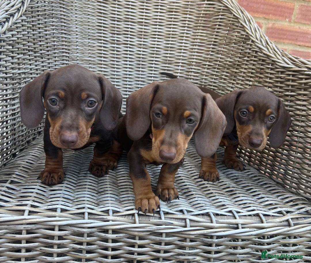 Miniature Dachshund dogs for sale: Miniature Dachshund Girls - Image 9