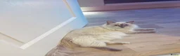 Ragdoll cats for sale: Purebred Ragdoll Kitten - Advert 7