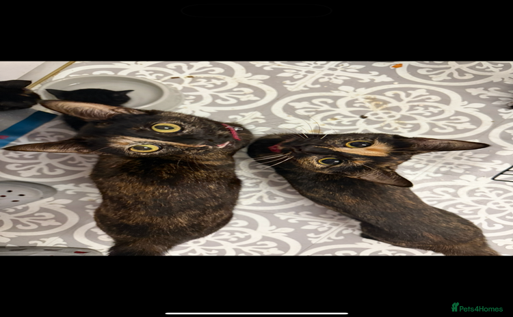 Brazilian Shorthair cats 4 black kittens - Advert 15