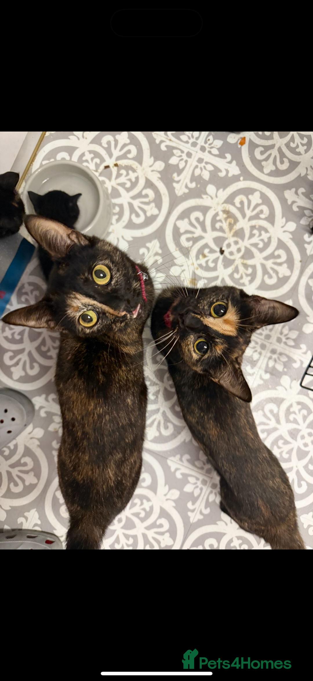 Brazilian Shorthair cats for sale: 4 black kittens - Advert 1