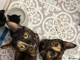 Brazilian Shorthair cats 4 black kittens - Advert 15