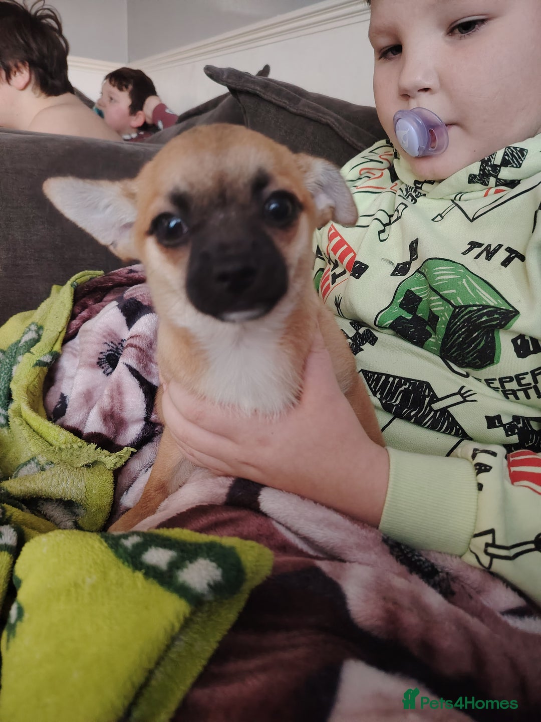 Pomchi dogs for sale: Pomchi girl phoebe  - Advert 4