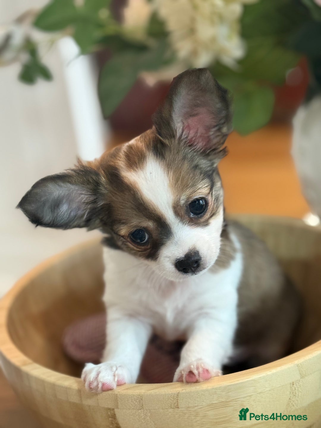 Chihuahua dogs for sale: Our beautiful Chihuahua puppies  - Image 11
