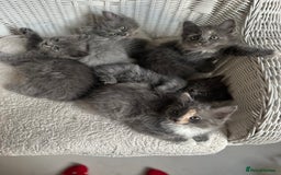 Ragdoll cats for sale: Gorgeous half pedigree Ragdoll kittens - Image 8