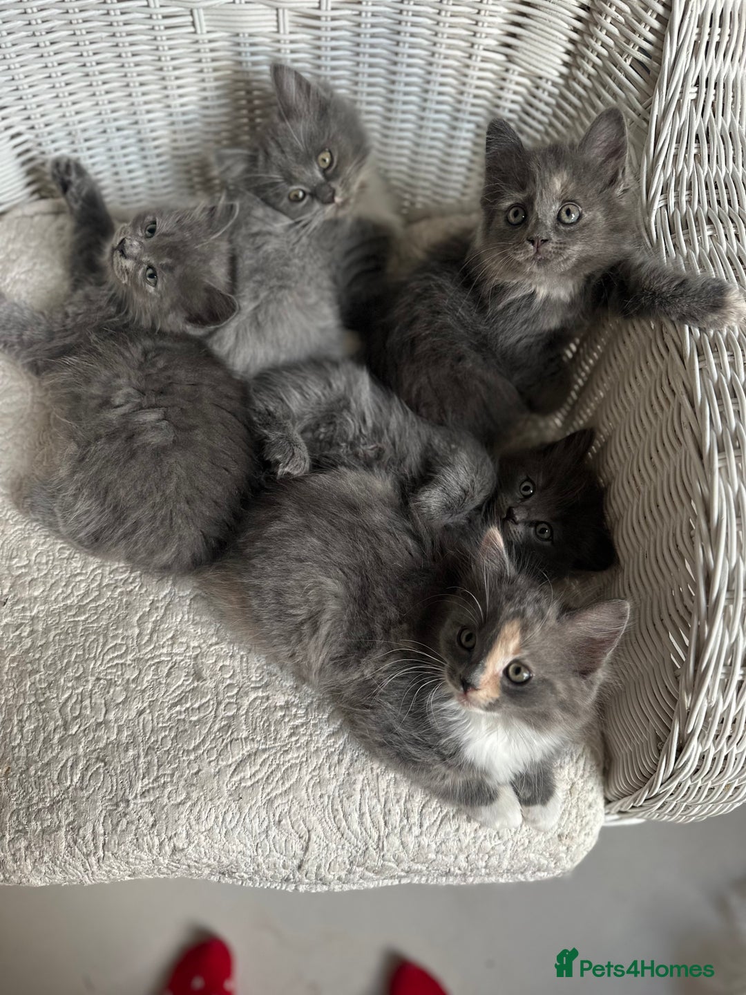 Ragdoll cats for sale: Gorgeous half pedigree Ragdoll kittens - Image 8