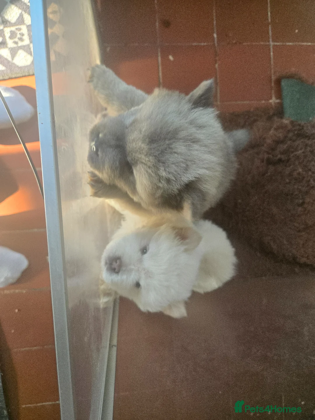 Chow Chow dogs for sale: Chow chow in Doncaster - Advert 1