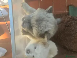 Chow Chow dogs Chow chow - Advert 3