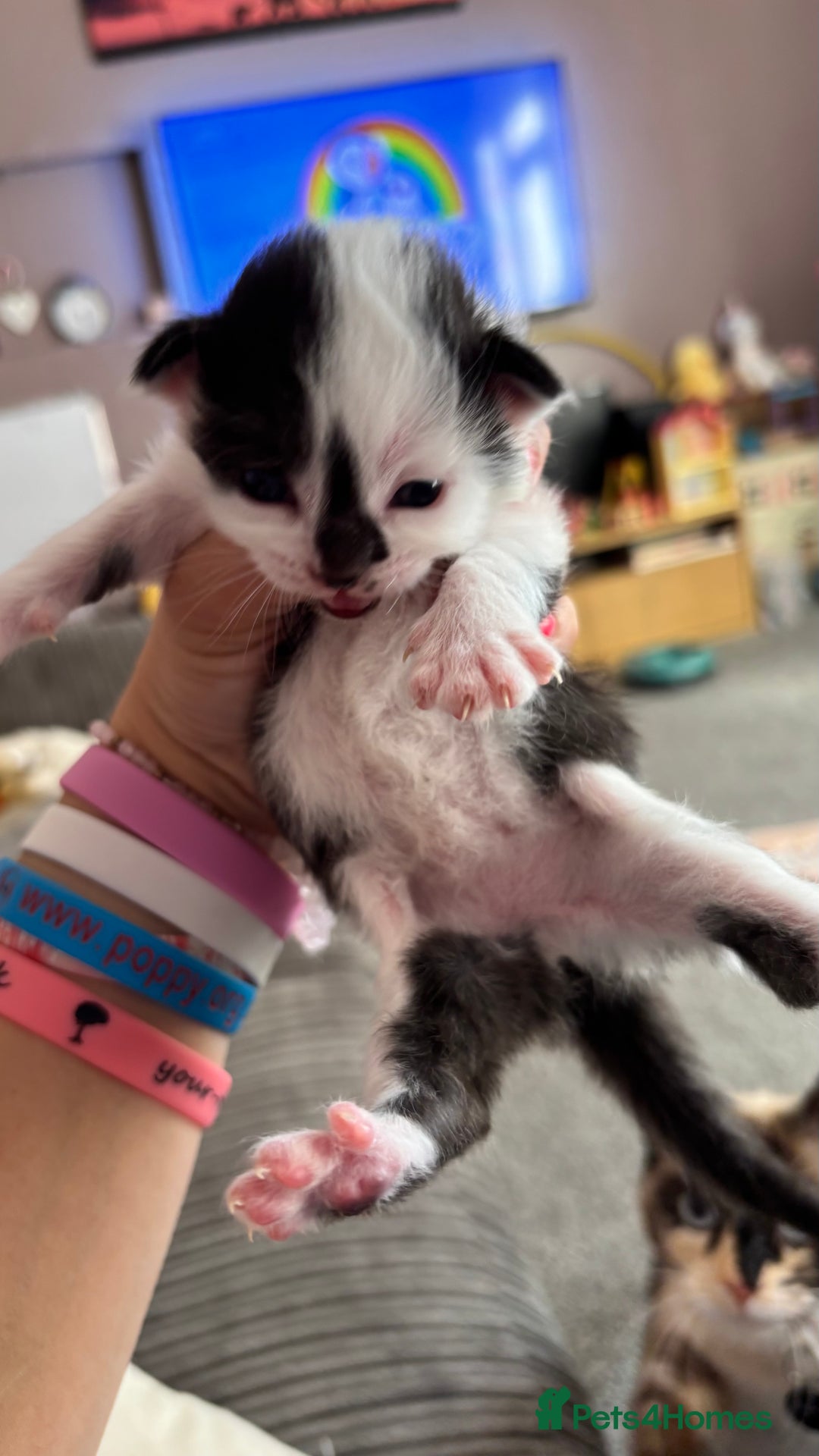 Mixed Breed cats for sale: Kittens  - Image 9