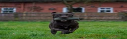 Labrador Retriever dogs for sale: Labrador puppies Kennel club health tested  - Advert 18