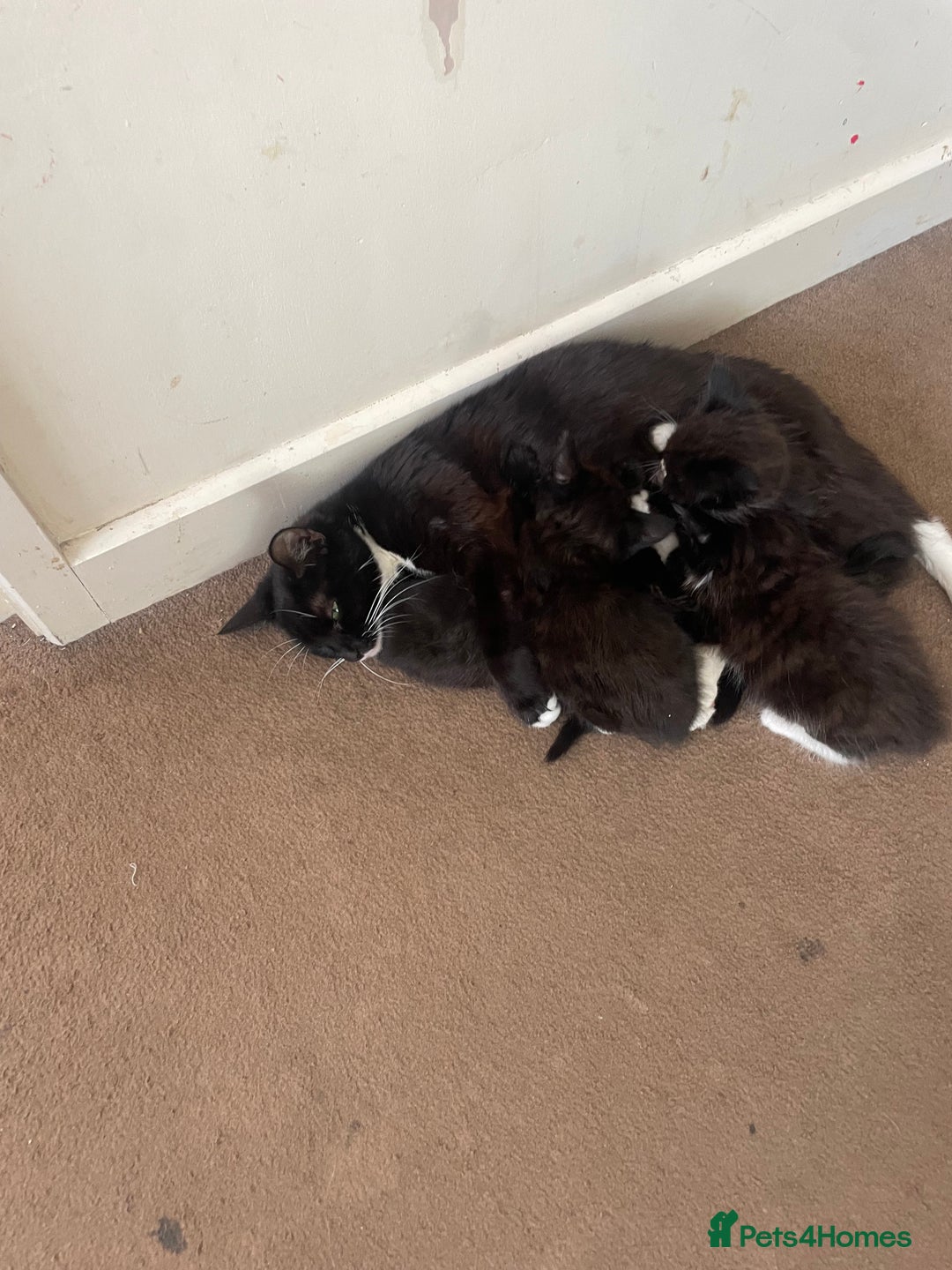 British Shorthair cats for sale: Friendly female kitten  - Image 2